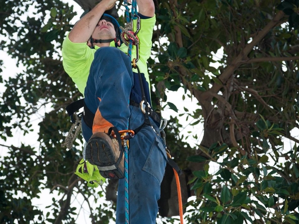 Qualified arborist working in a mature tree during a risk assessment in Northamptonshire